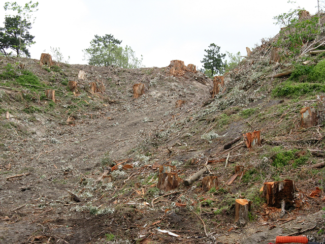 Felling gum trees 5. Cambridge Tree Trust